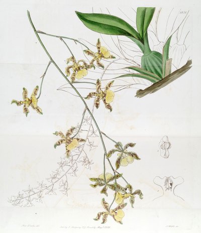 Oncidium altissimum (Jacq.) Sw (This drawing is NOT Oncidium baueri, see disambiguation page Oncidium altissimum) by Miss Drake